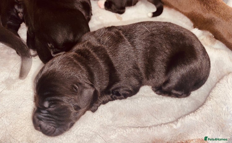 Mixed Breed dogs for sale - Advert 1