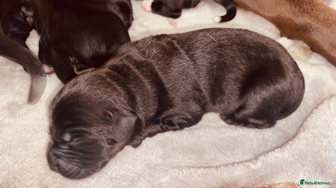 Mixed Breed dogs for sale: Beautiful pointer lab puppies!  - Image 1