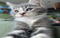 Siberian cats for sale: Siberian kittens - Image 1