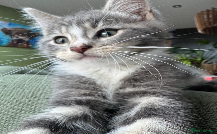 Siberian cats - Advert 1