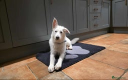 Mixed Breed dogs for adoption:  ARIEL with the bunny rabbit ears  - Image 2