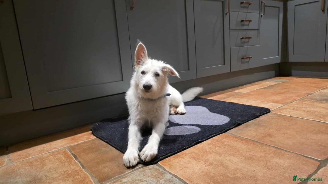 Mixed Breed dogs for adoption:  ARIEL with the bunny rabbit ears  - Image 2