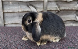 Mini Lop rabbits for sale: Miniature Lop - Image 3