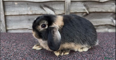 Mini Lop rabbits - Advert 12