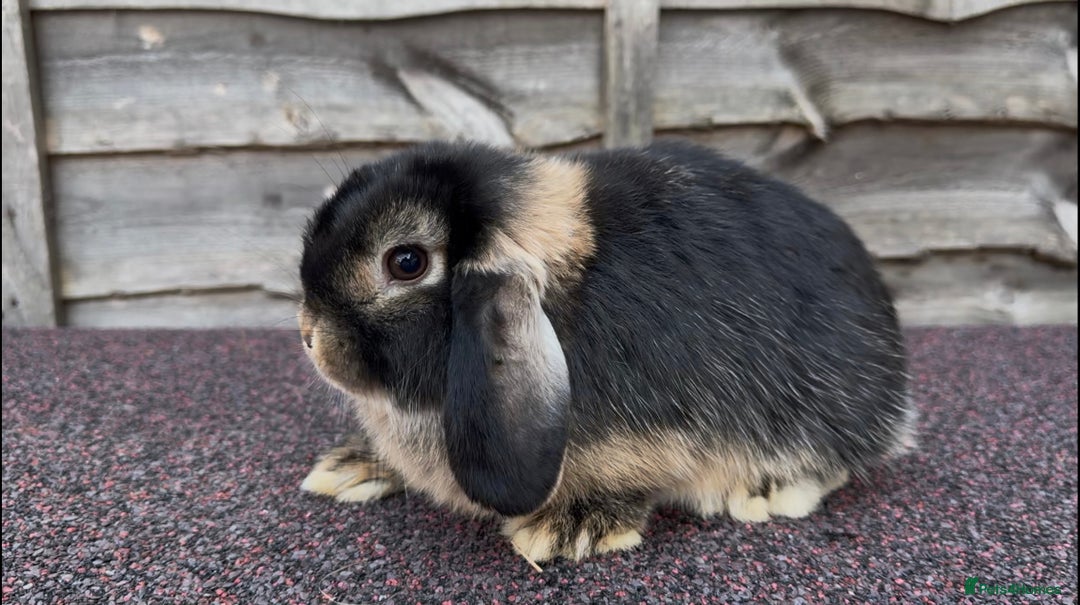 Mini Lop rabbits for sale: Miniature Lop - Image 3