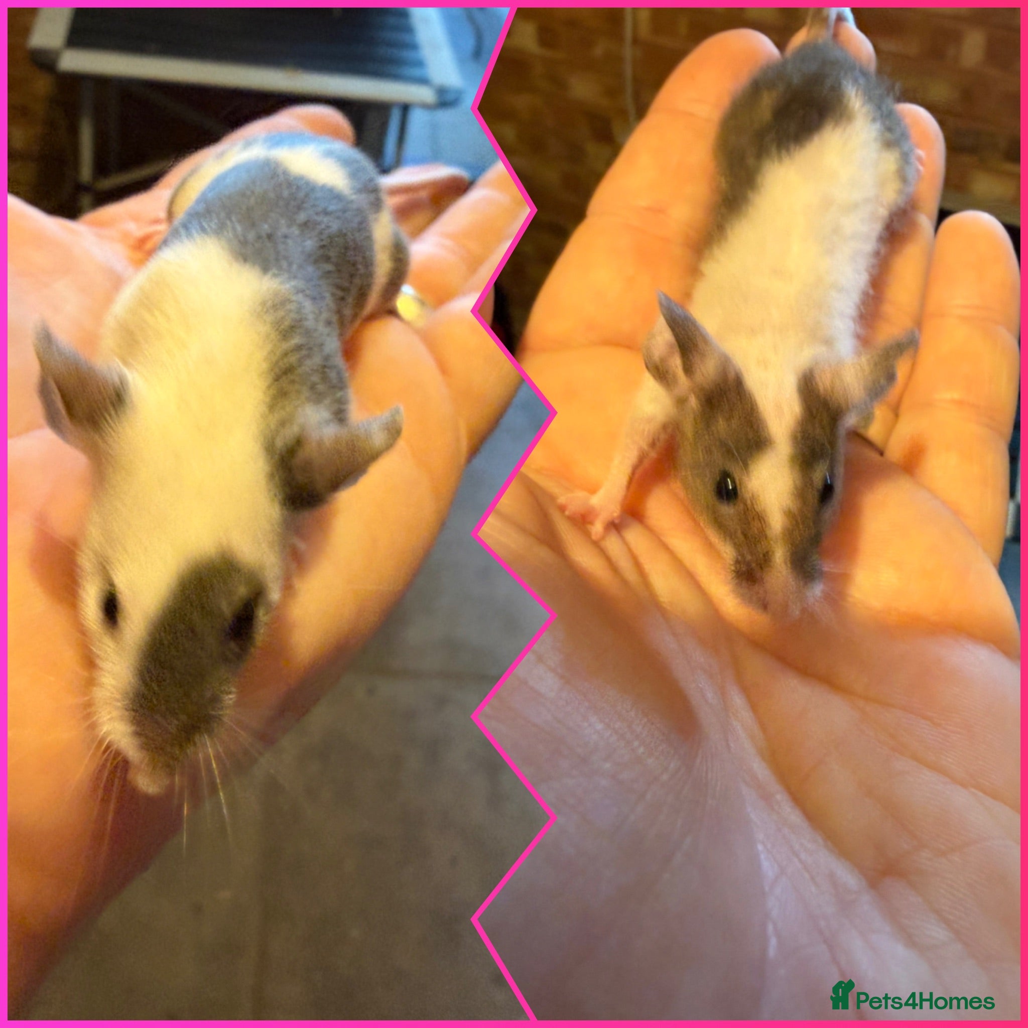 Mouse rodents 🐭 Friendly Fancy Mice - Males & Females 🐭 - Advert 2