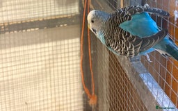 Budgerigars birds for sale: Budgies for sale - Image 9
