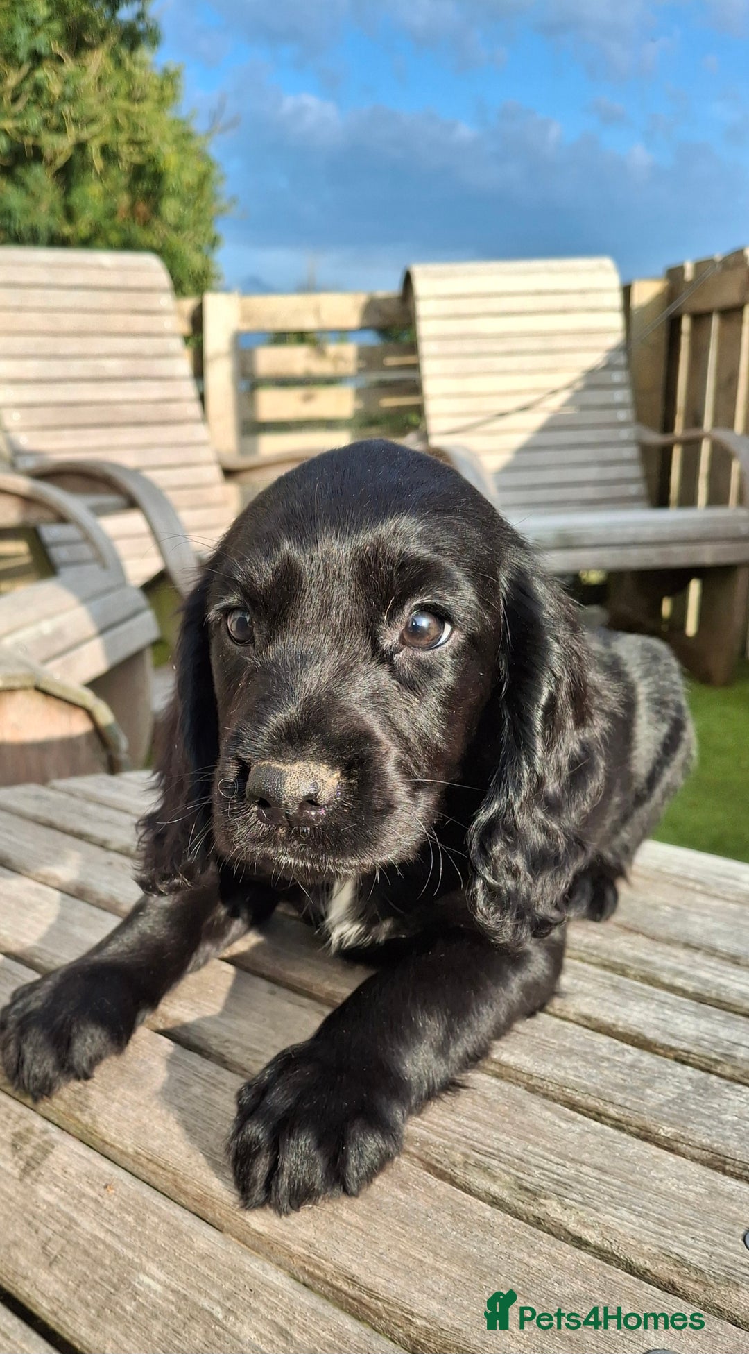 Cocker Spaniel dogs for sale: Cocker Spaniel puppies  - Image 6