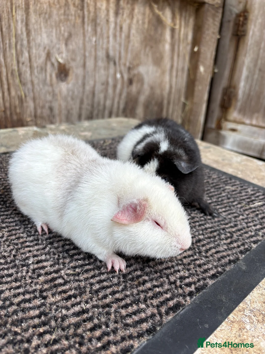 Guinea Pig rodents for sale: Teddy Guinea pigs - Advert 5