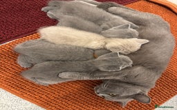 British Shorthair cats for sale: British Shorthair Blue Boy | Registered  - Image 5