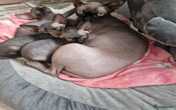 Sphynx cats for sale: TICA registered Canadian sphynx  - Image 20