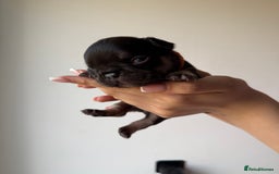 French Bulldog dogs for sale: French bull dogs for sale  - Image 8