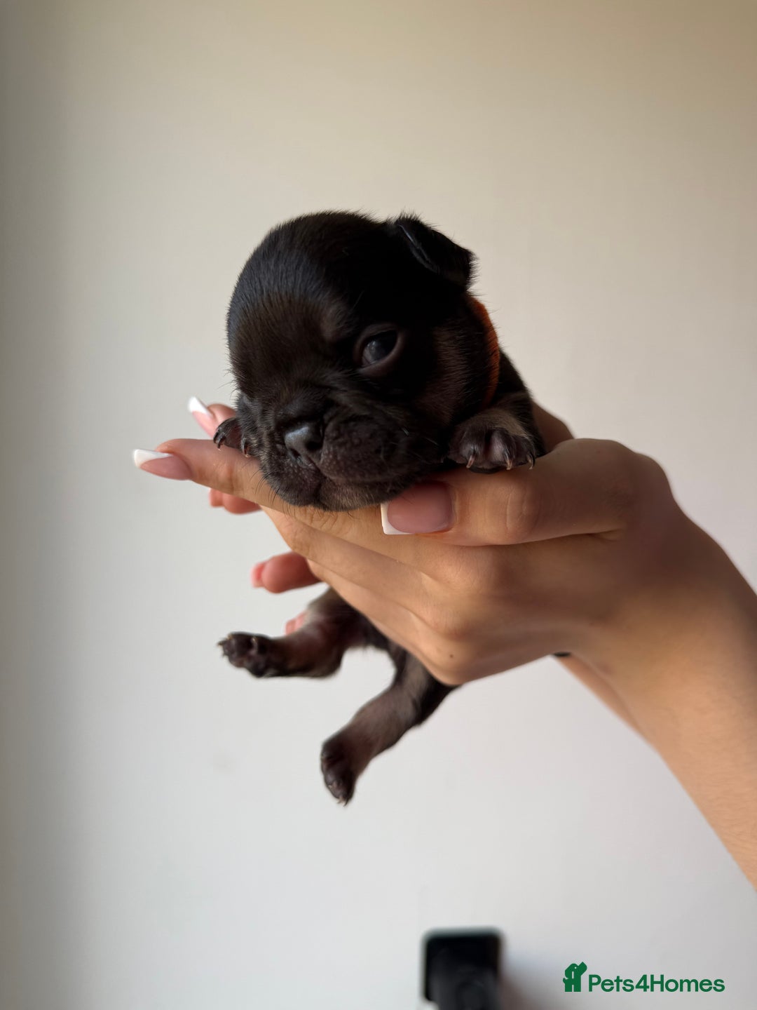 French Bulldog dogs for sale: French bull dogs for sale  - Image 8