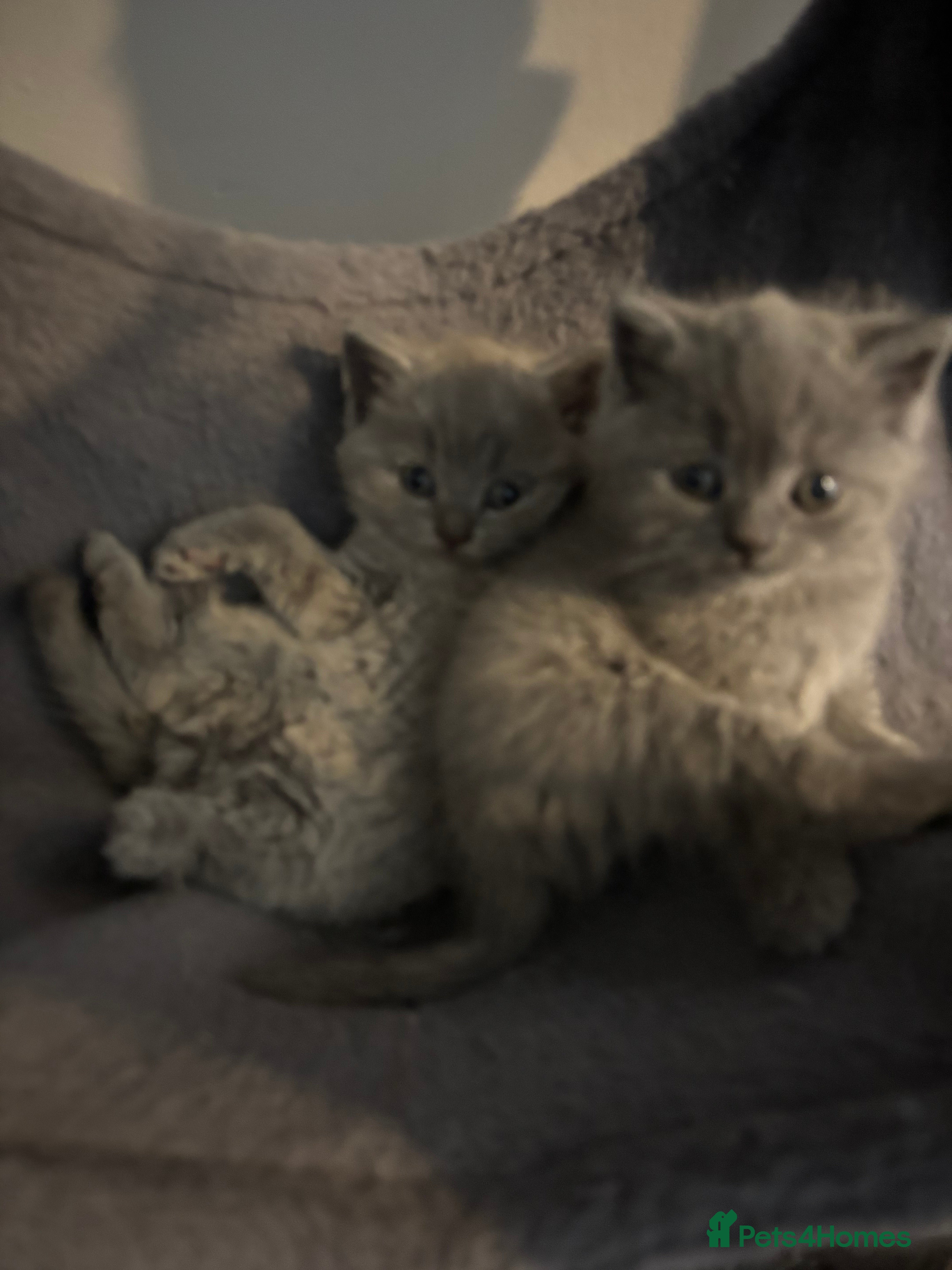 British Shorthair cats British short hair kittens  - Advert 2