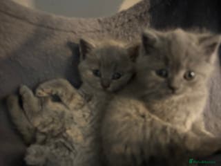 British Shorthair cats British short hair kittens - Advert 2