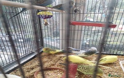 Budgerigars birds for sale: Beautiful baby budgies  - Image 1