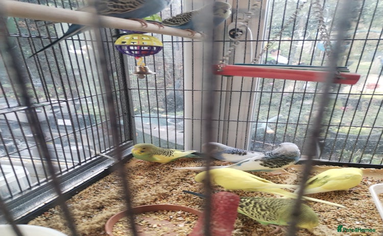 Budgerigars birds - Advert 1