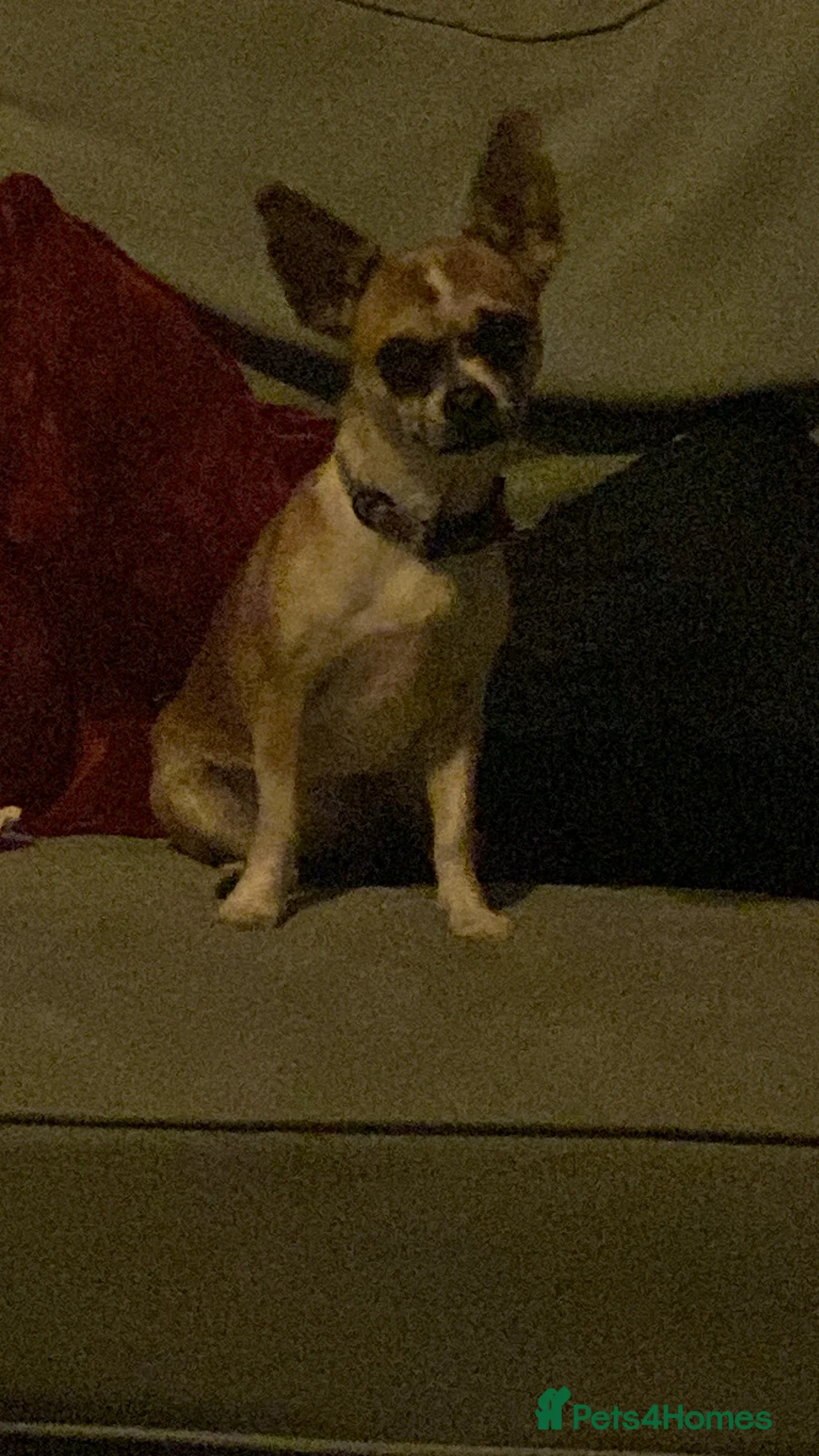 Chug dogs for sale: Female chug nearly 1 year old Lola - Advert 2