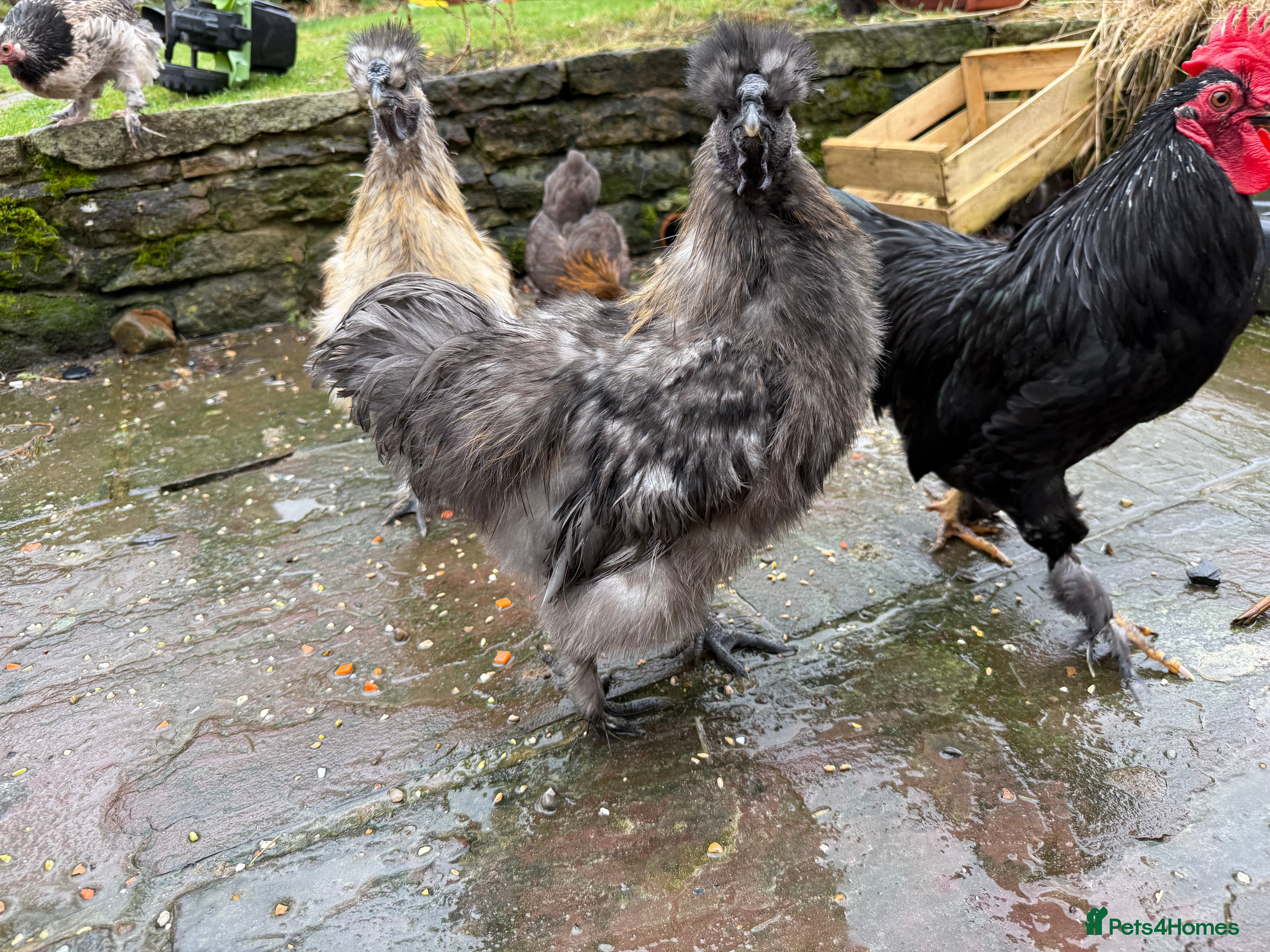 Chickens poultry 2 x silkie lavender cockerel - -Free - Advert 1