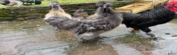 Chickens poultry for sale: 2 x silkie lavender cockerel - -Free - Advert 1