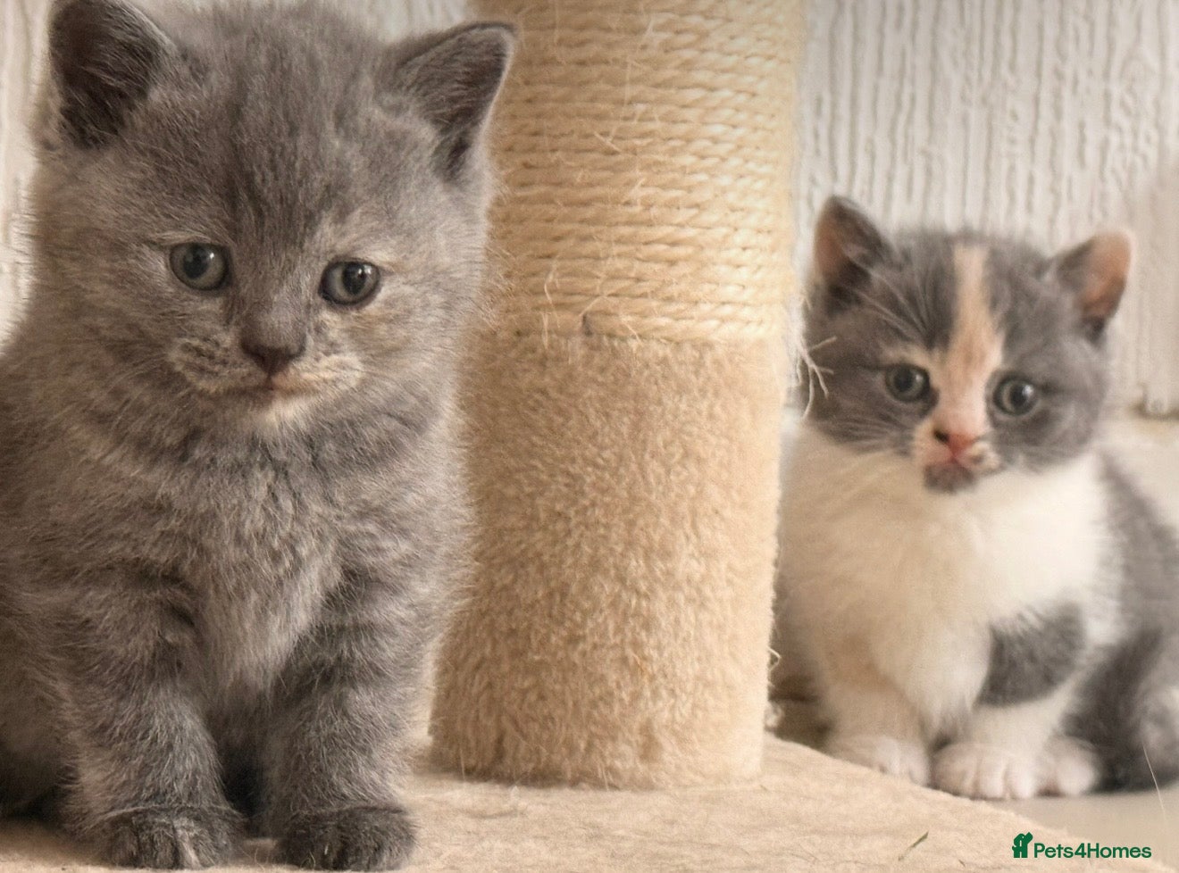 British Shorthair cats for sale:  Beautiful British Shorthair Kittens ✨🐾 - Advert 1