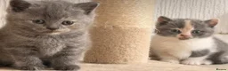British Shorthair cats for sale:  Beautiful British Shorthair Kittens ✨🐾 - Advert 10
