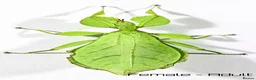Stick Insects invertebrates for sale: mixed colour nymphs Phyllium Leaf stick insect - Advert 5