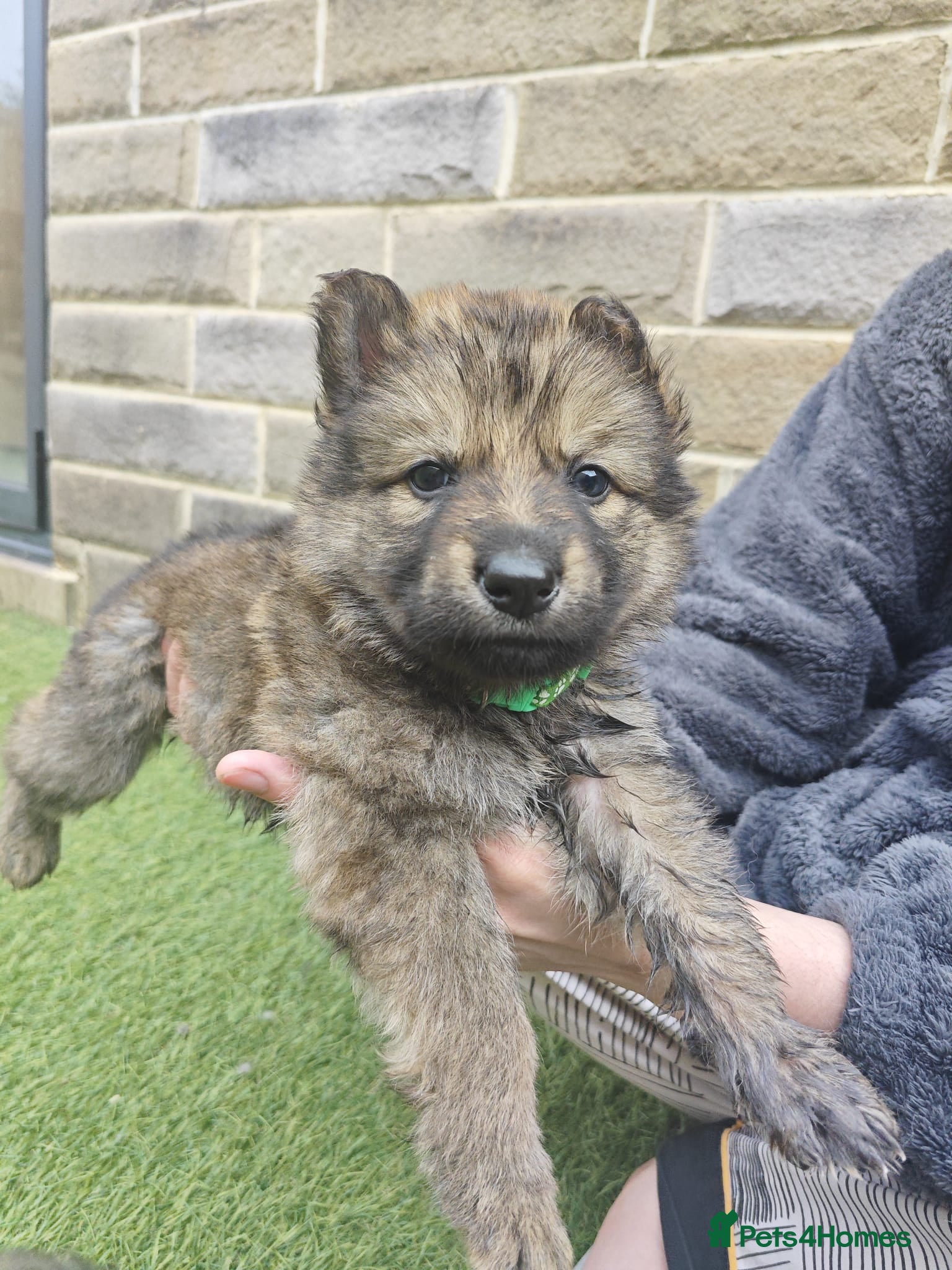 German Shepherd dogs for sale: 3 Purebred Pups XL Long-Hair GSD Girl Puppies - Advert 28