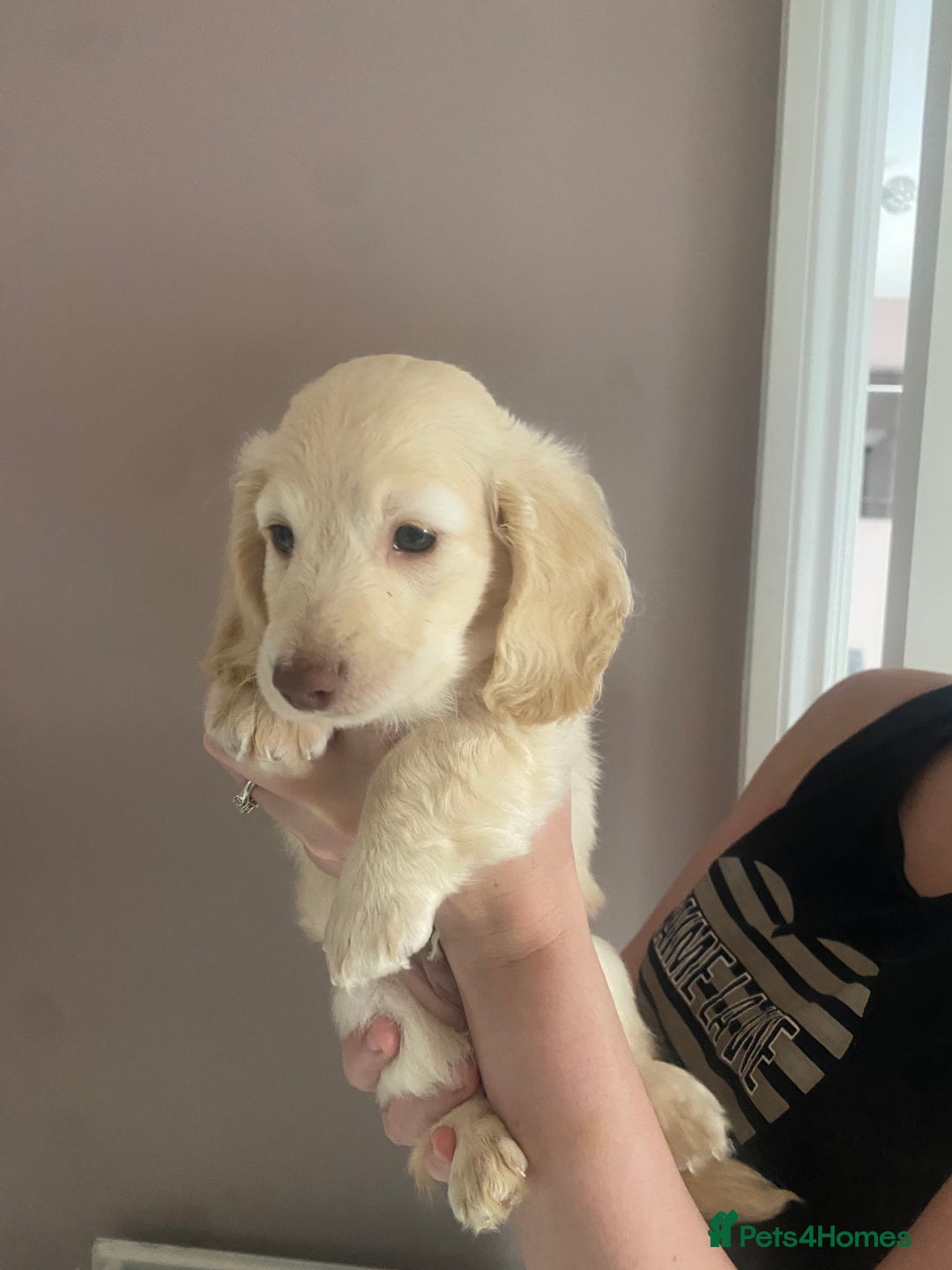 Dachshund dogs for sale: Stunning male Dachshund puppies  - Image 15