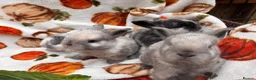 Mixed Breed rabbits for sale: Four utterly adorable bunnies available 🐰 - Advert 6