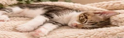 Mixed Breed cats for sale: Find a forever home for kittens🐈 in Dewsbury - Advert 2