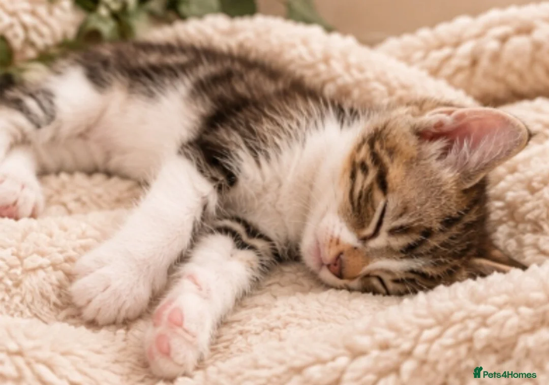 Mixed Breed cats for sale: Find a forever home for kittens🐈 in Dewsbury - Advert 2