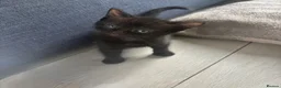 Mixed Breed cats for sale: 3 beautiful black female kittens for sale  - Advert 8