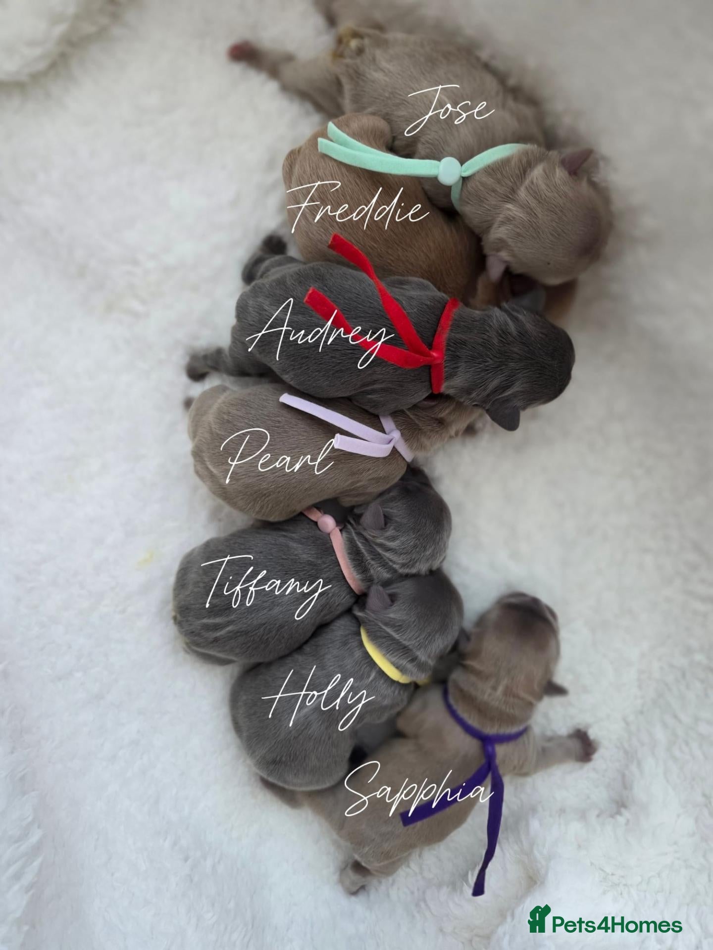 French Bulldog dogs for sale: 🧸Stunning French Bulldog puppies🧸😍🤎 - Advert 2