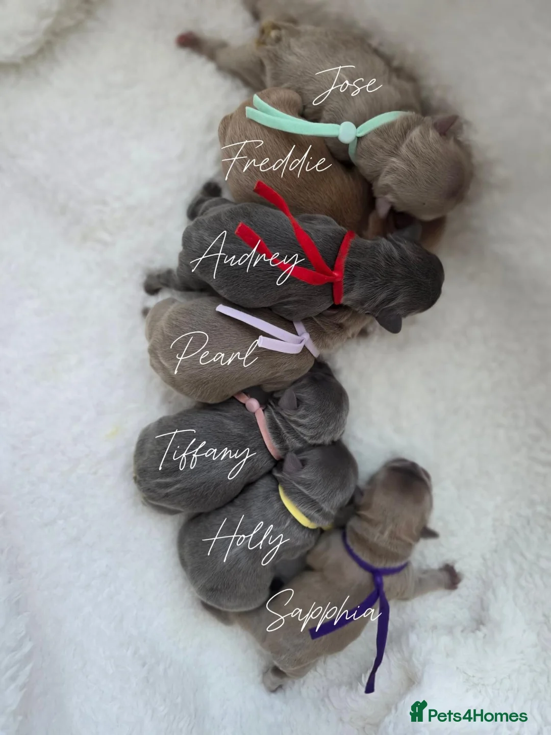 French Bulldog dogs for sale: 🧸Stunning French Bulldog puppies🧸😍🤎 - Advert 2