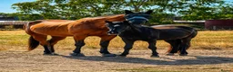New Forest horses for sale: 14’2 2 year old nf  in Yateley - Advert 3