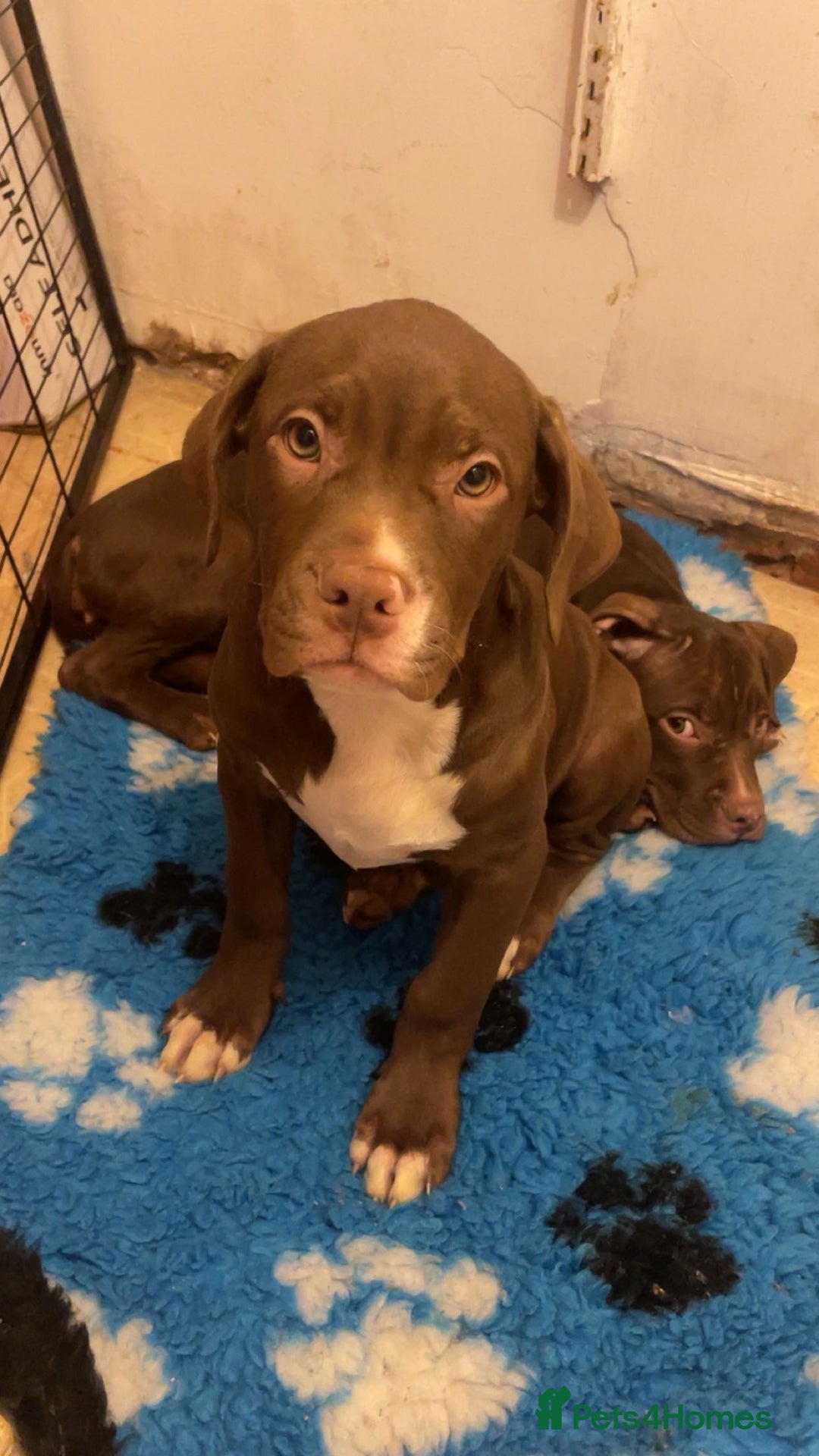 Mixed Breed dogs for sale: 2 beautiful little chunks - Advert 2