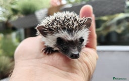 Pygmy Hedgehog rodents for sale: African pygmy hedgehogs - Image 19