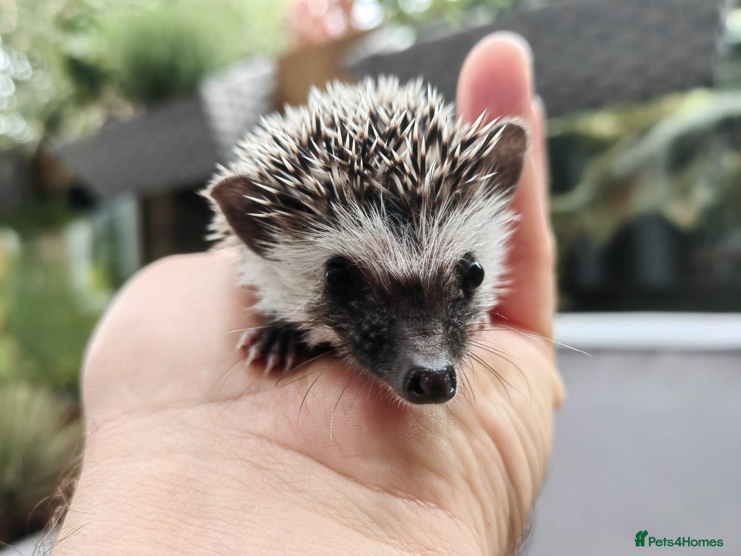 Pygmy Hedgehog rodents for sale: African pygmy hedgehogs - Image 19