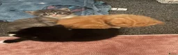 Mixed Breed cats for sale: ‼️READY NOW‼️ - Advert 12