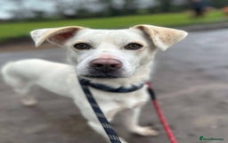 Mixed Breed dogs for adoption: Meet Barney, currently residing in Cheshire  in Nantwich - Image 3