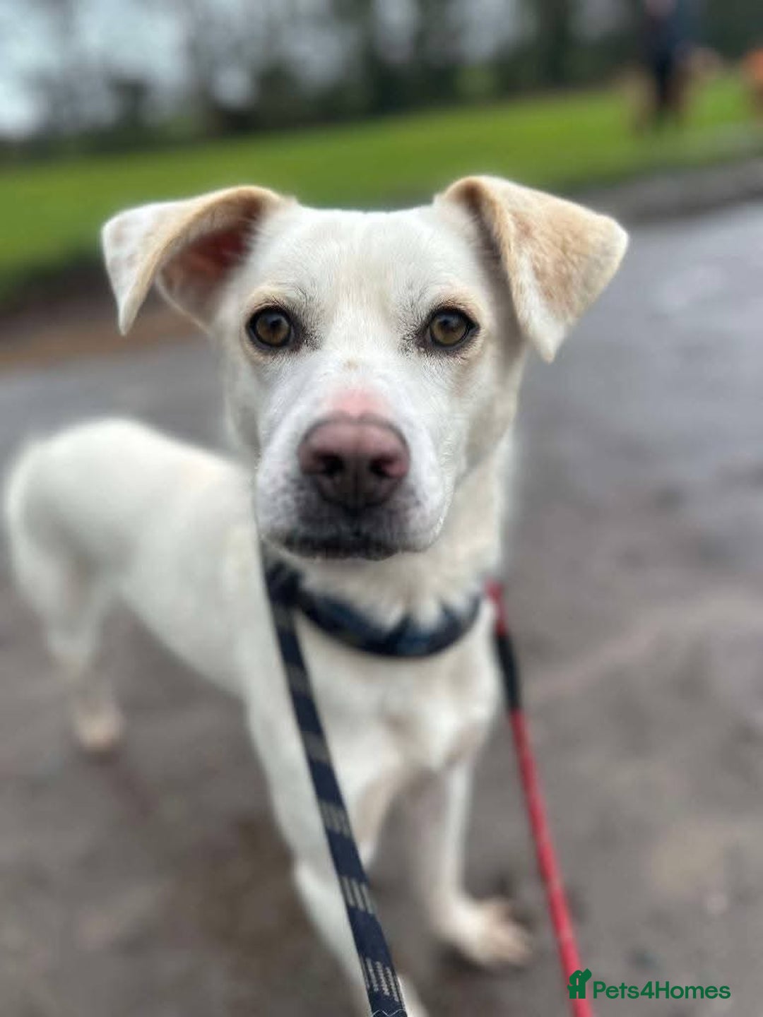 Mixed Breed dogs for adoption: Meet Barney, currently residing in Cheshire  in Nantwich - Image 3