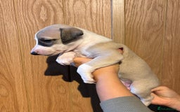 Whippet dogs for sale: 4 KC registered Whippet boys  - Image 10