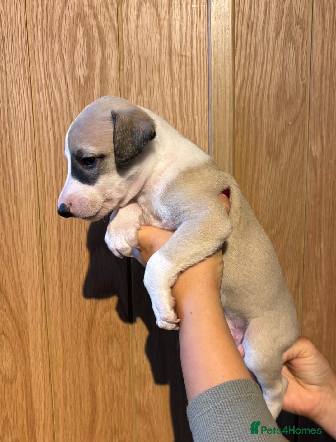 Whippet dogs for sale: 4 KC registered Whippet boys  - Image 10