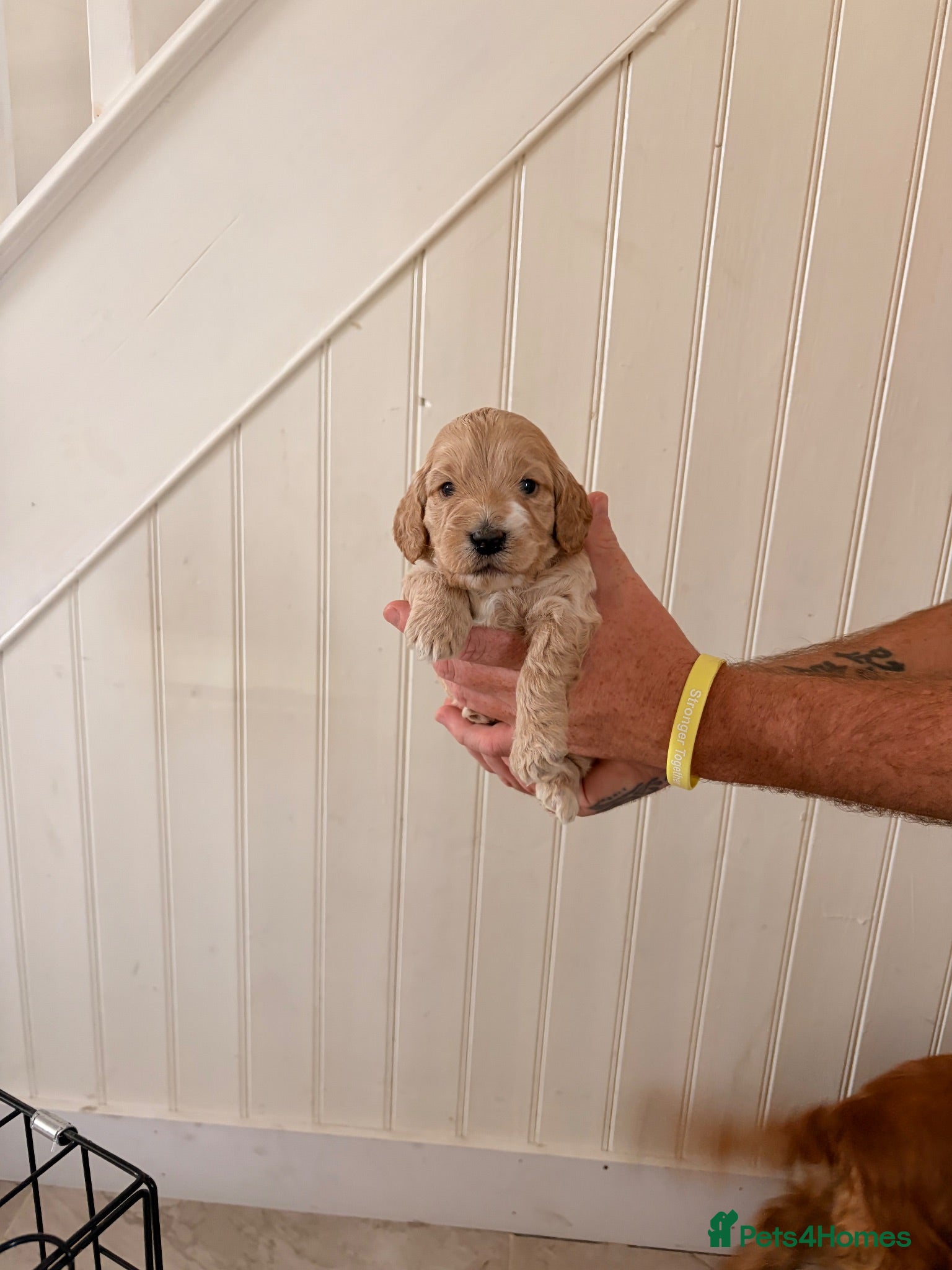 Cockapoo dogs Beautiful F1 Cockapoos  - Advert 2
