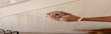 Cockapoo 6