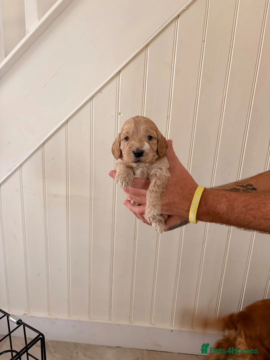 Cockapoo dogs for sale: Beautiful F1 Cockapoos  - Advert 2