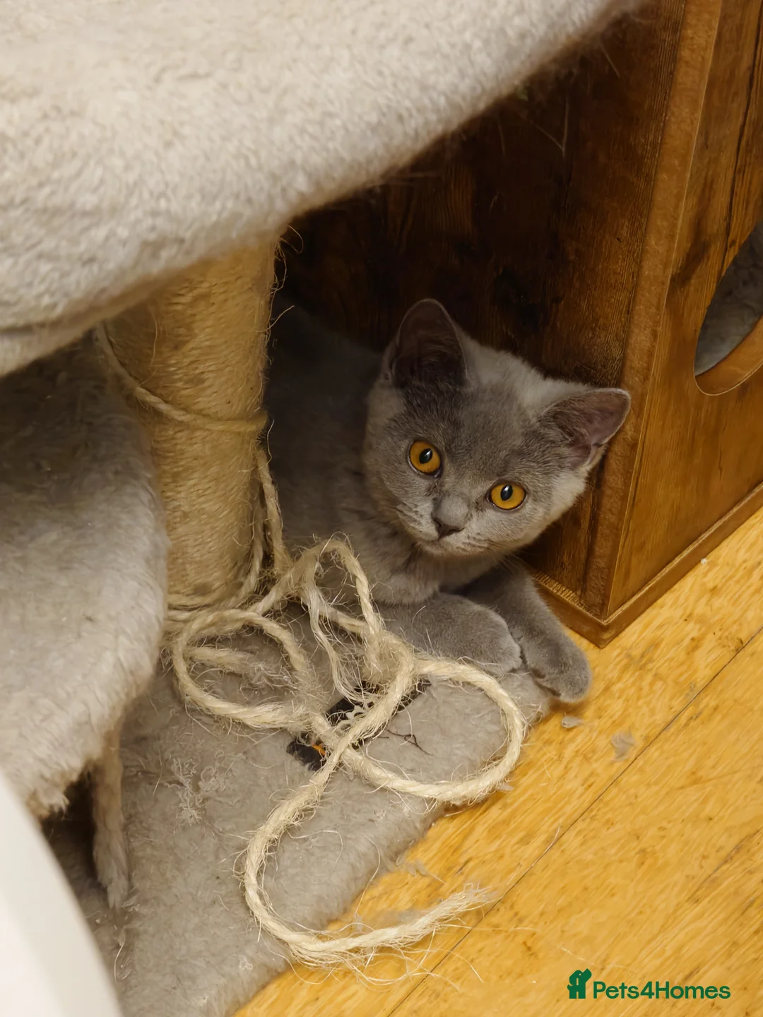British Shorthair cats for sale: One boy, two girls ready for they're forever🏠 - Advert 2