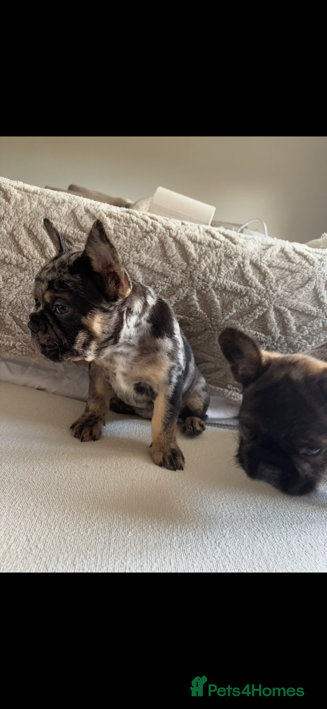 French Bulldog dogs for sale: French Bulldog puppies  - Image 7