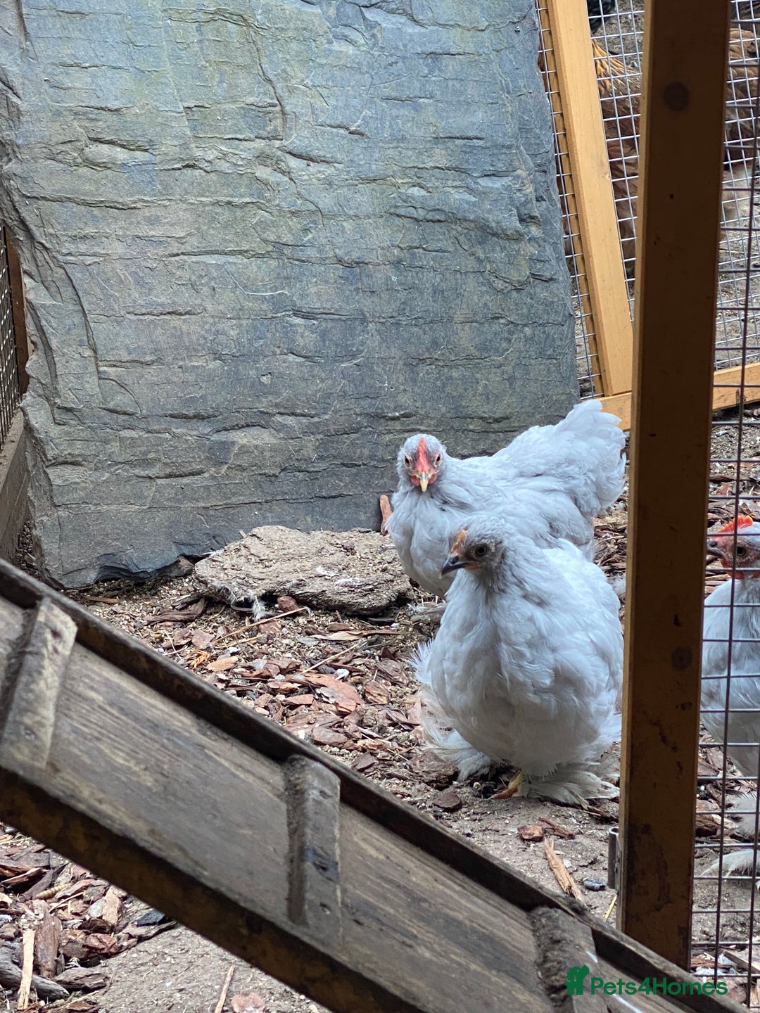 Chickens poultry for sale: Lavender Pekin Bantams  - Image 3